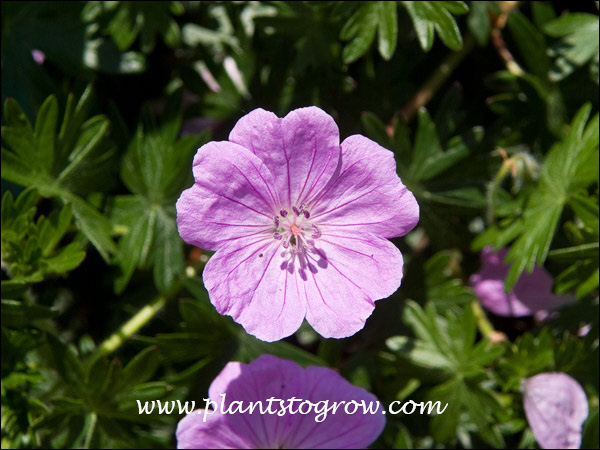 This cultivar has large clear pink flowers with dark veins.